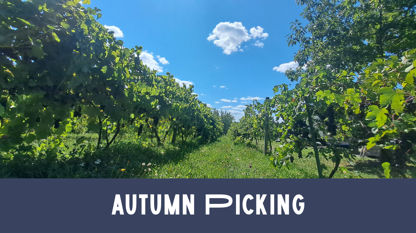 Autumn Picking